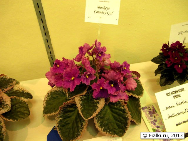 plant