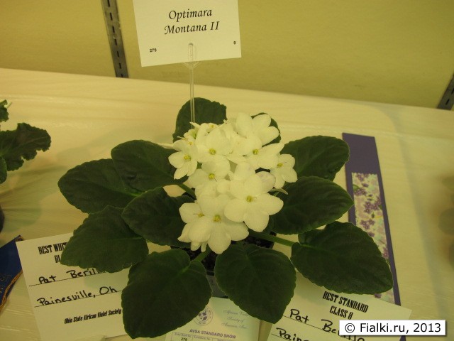 plant