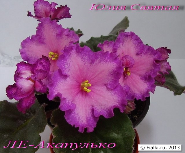 ЛЕ-Акапулько (Лебецкая)
