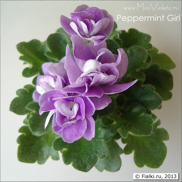 миниатюра Pepprmint Girl