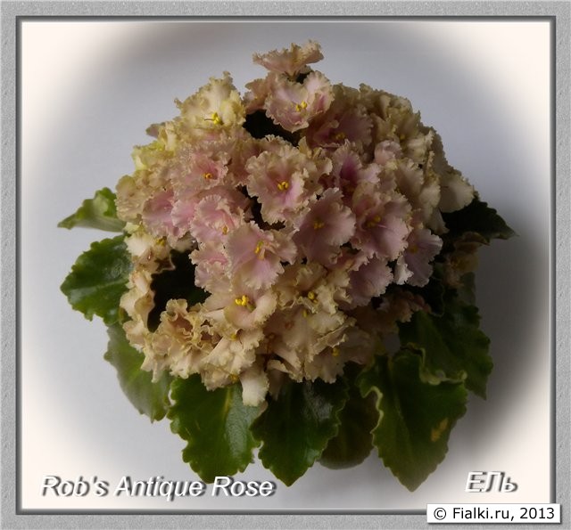 Rob's Antique Rose