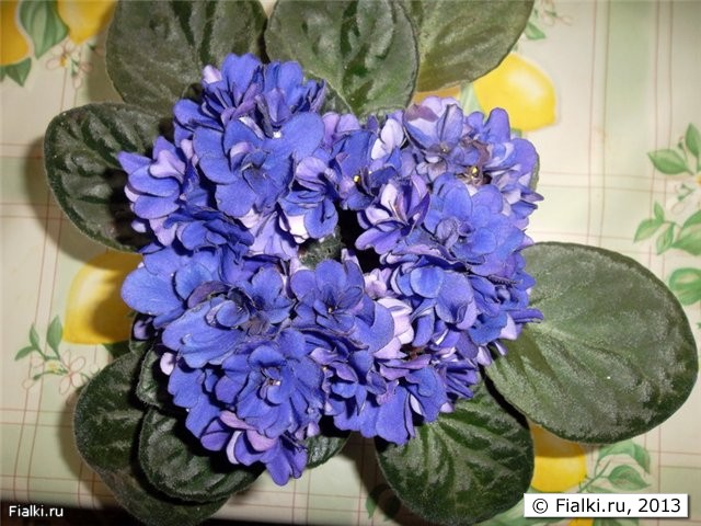 купленная фиалочка