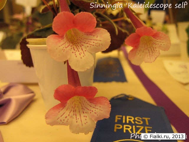 Sinningia 'Kaleidoscope self'