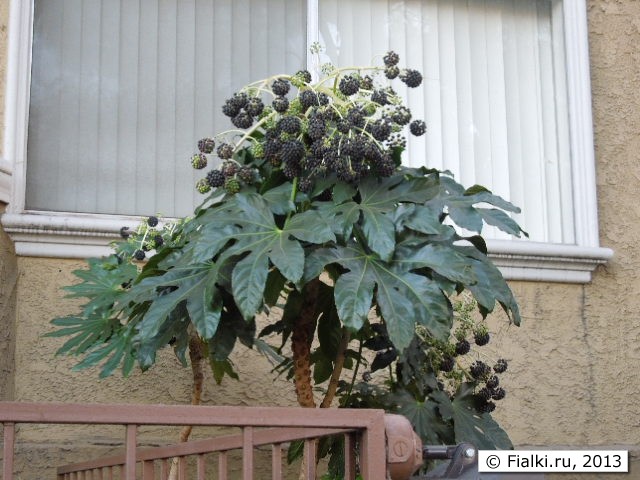 bush