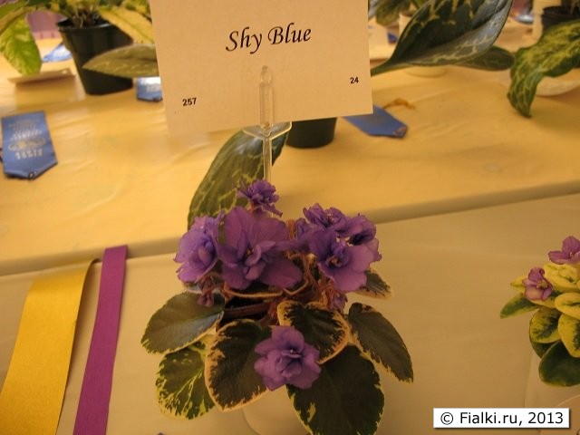 Shy Blue