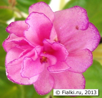morgan's pu-yi flower