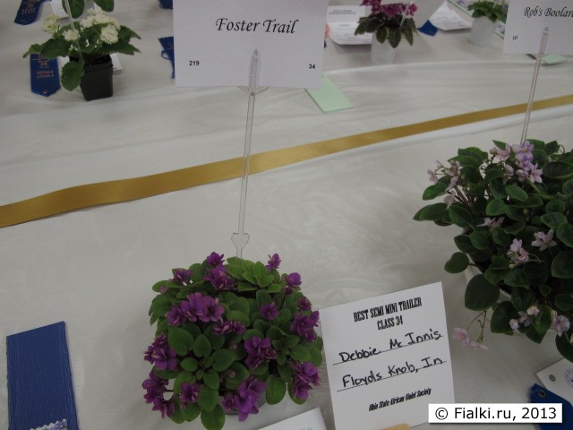 plant