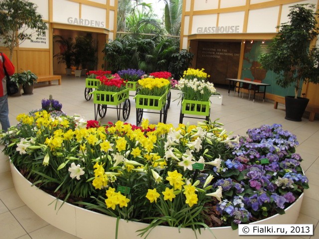 flowers