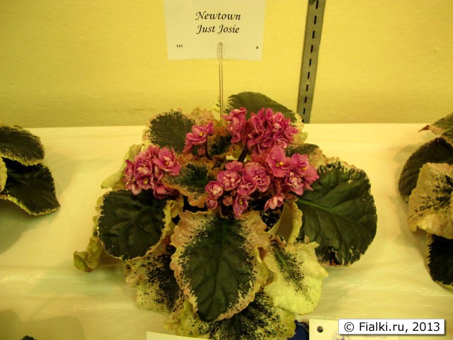 plant