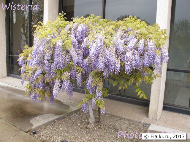 wisteria