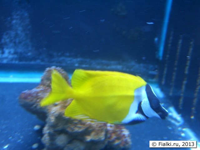 yellow fish