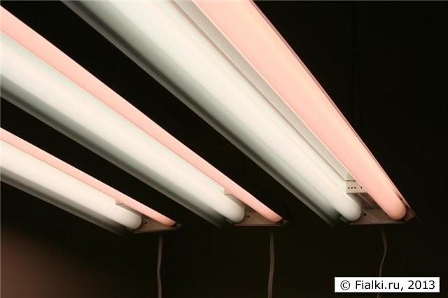 lamps