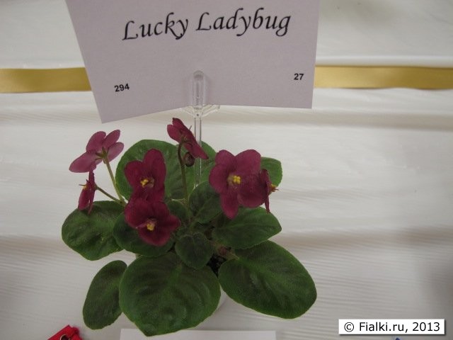 plant