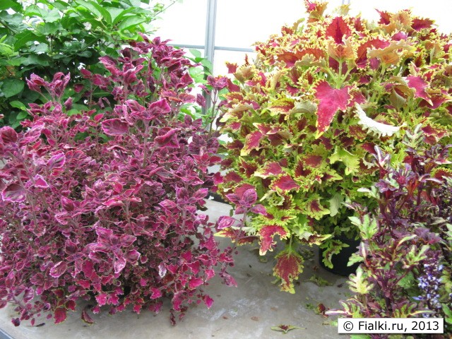 greenhouse