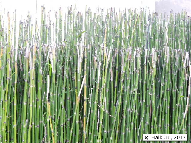 bamboo