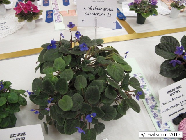 plant