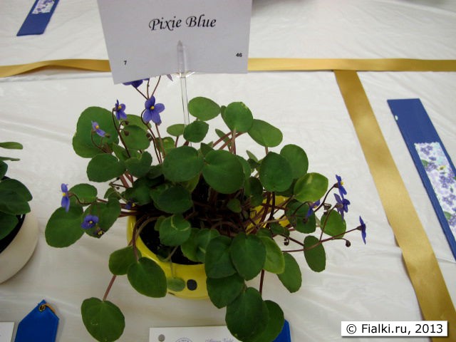 plant