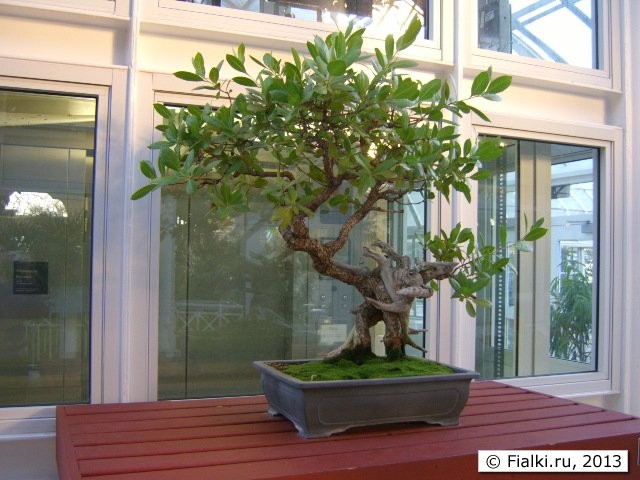 bonzai 4