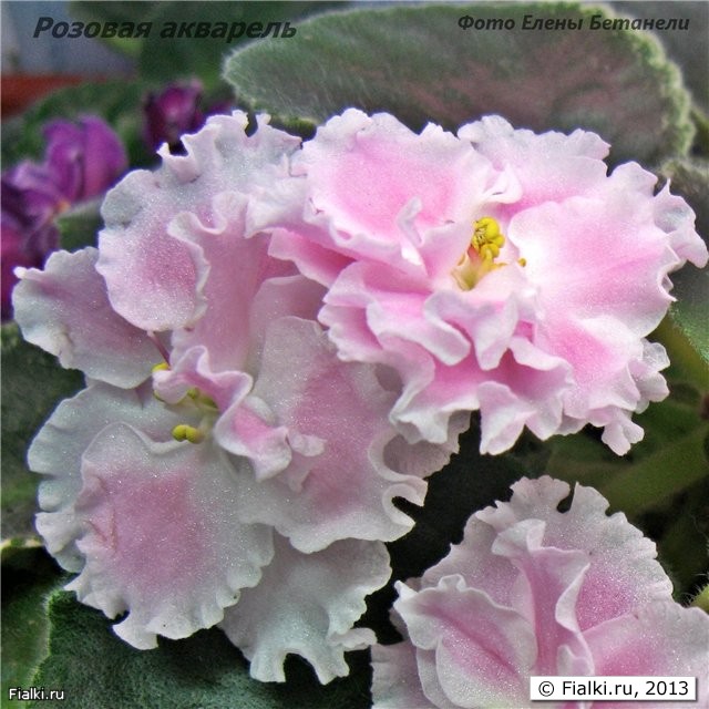 Розовая акварель