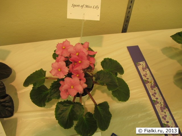 plant
