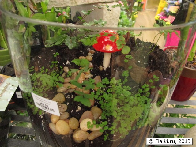 plants