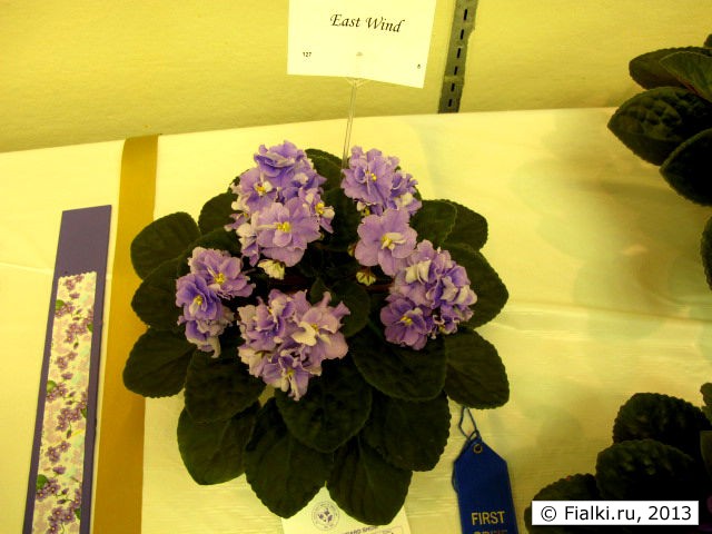 plant