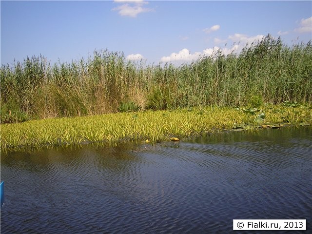 река