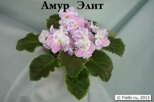 Амур Элит