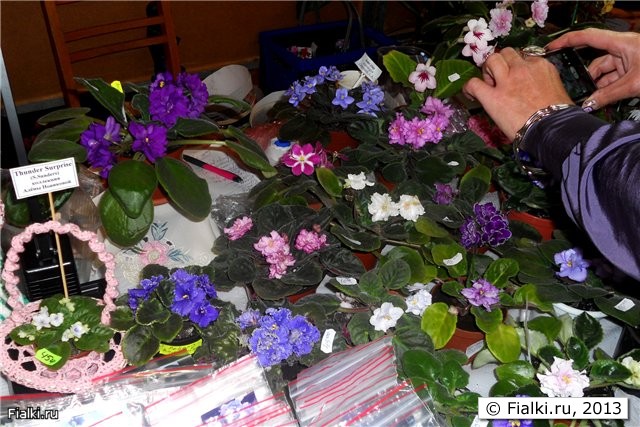 стол с фиалками 