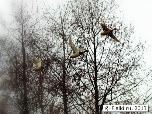 ducks