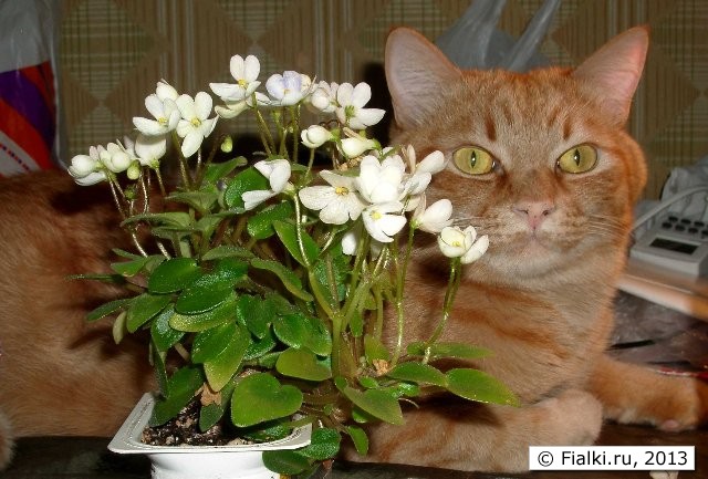 Chantaspring