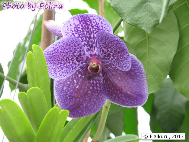 orchid