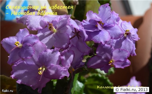 Неоновая бабочка