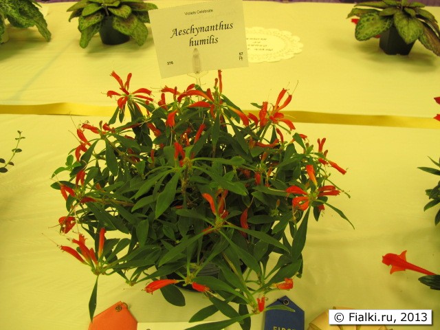 plant