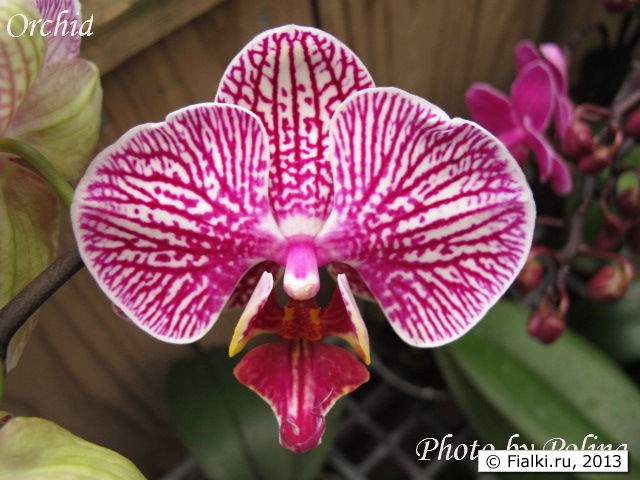orchid