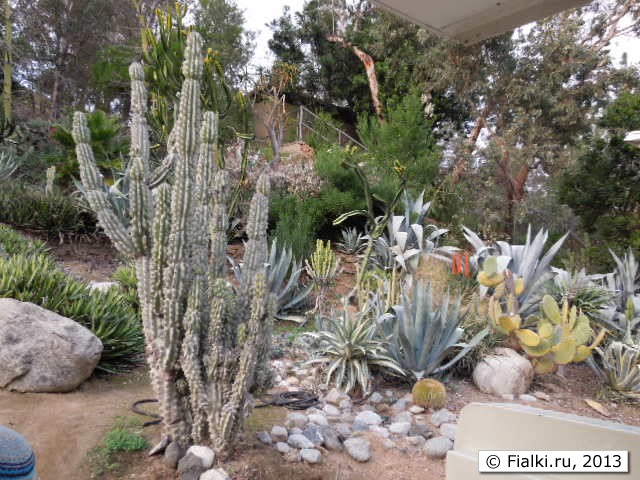 cactus
