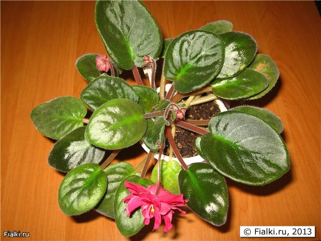 рябиновый костер