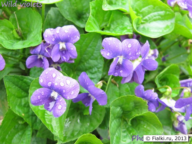 wild violets