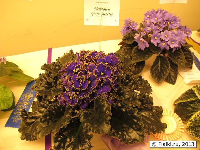 Newtown Grape Suzette