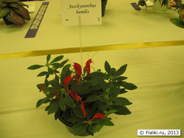 plant