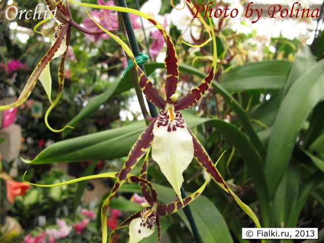 orchid
