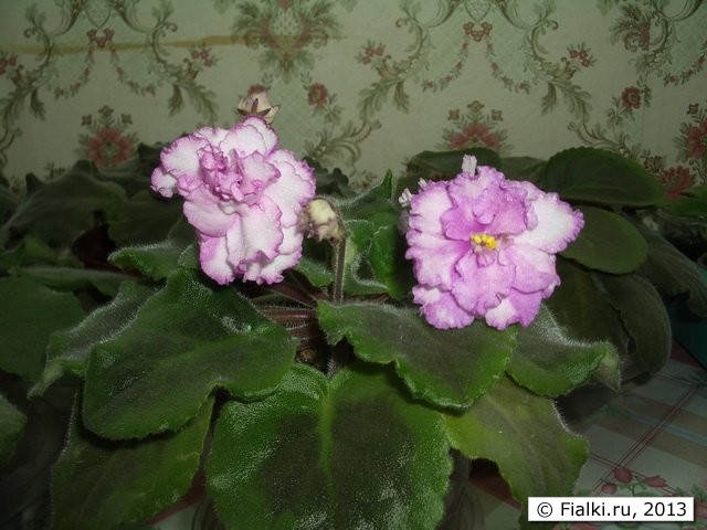 фиалка