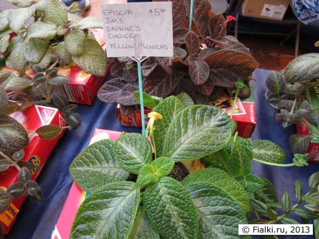 episcia