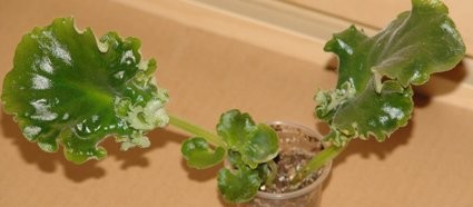 Пример с двумя листьями