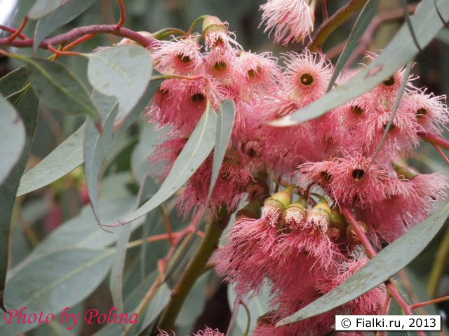 tree flowers