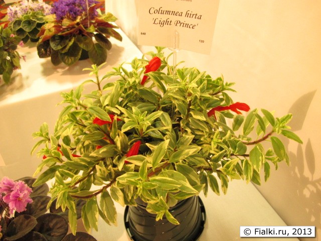 Columnea hirta 'Light Prince'