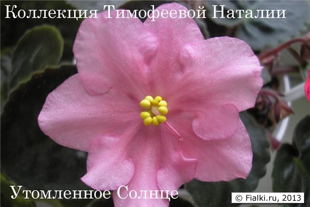 Утомленное Солнце