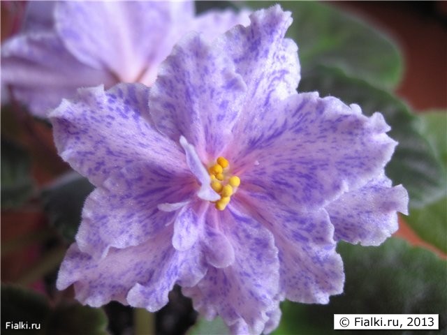 фэнтэзи фиеста