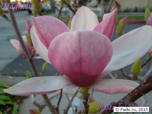 magnolia