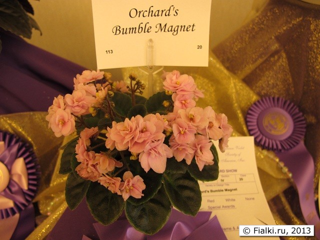 Orchard's Bumble Magnet